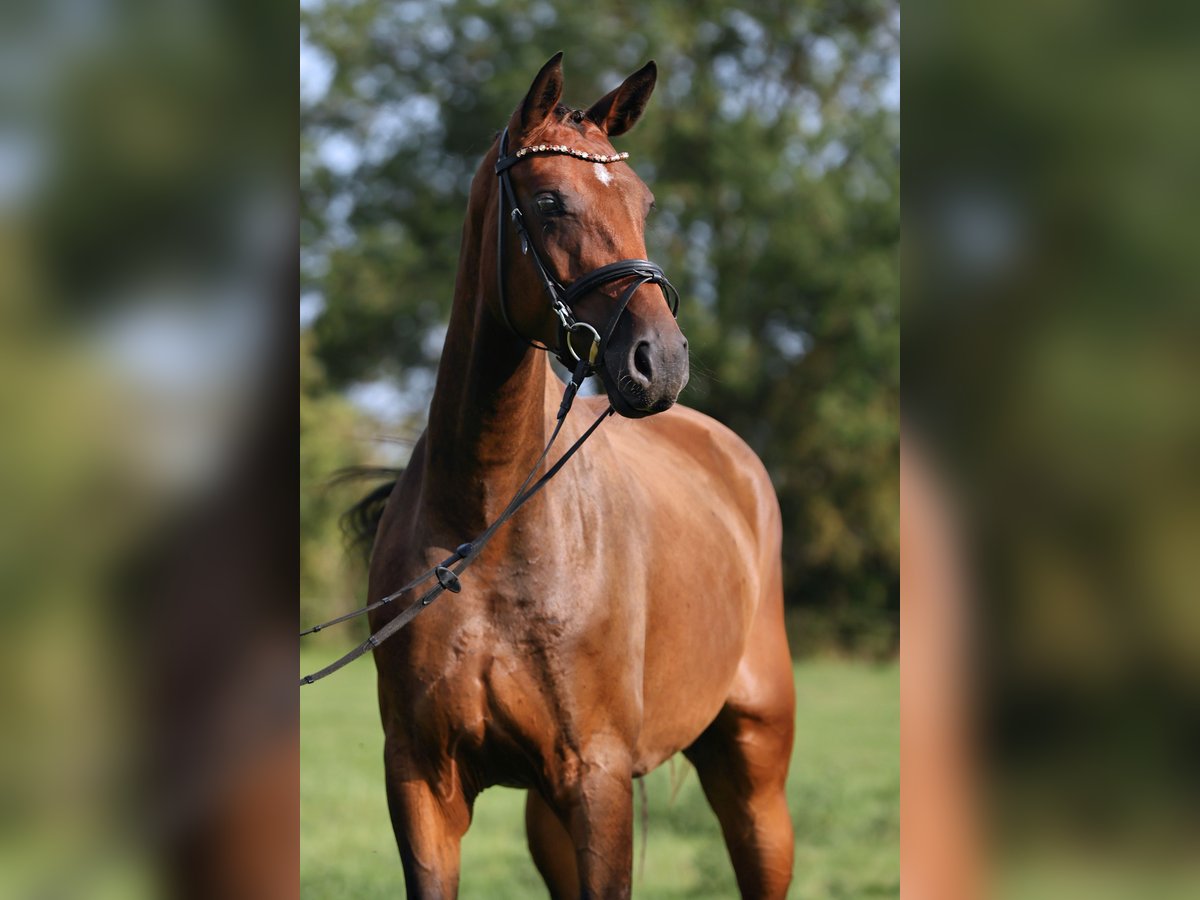 Deutsches Sportpferd Stute 4 Jahre 174 cm Brauner in Nauen