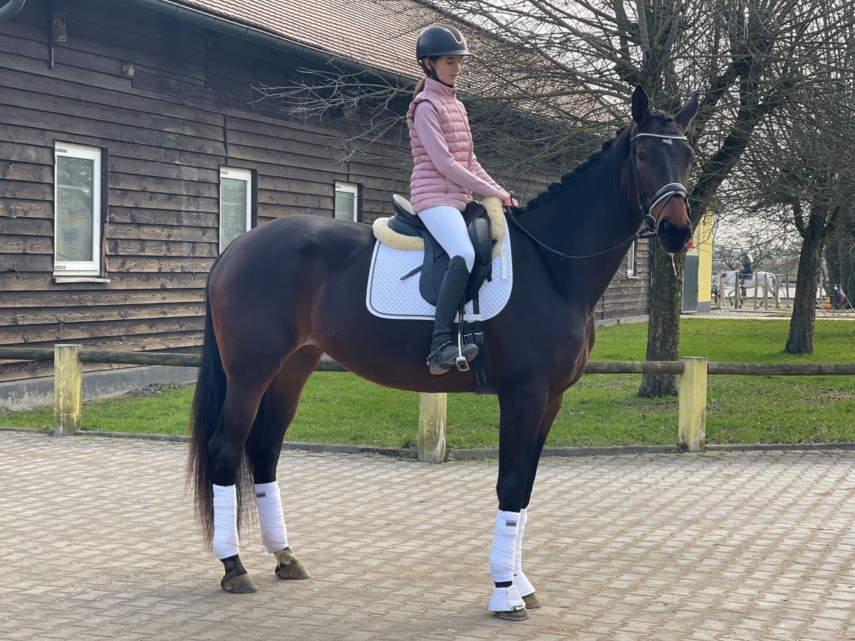 Deutsches Sportpferd Stute 4 Jahre 174 cm Brauner in Gennach