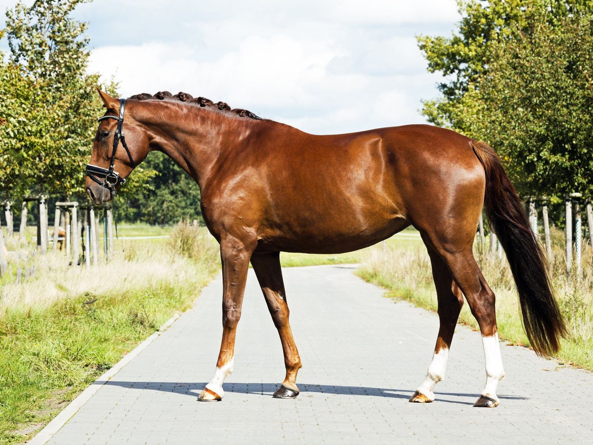 Deutsches Sportpferd Stute 4 Jahre 174 cm Dunkelfuchs in Loewenberger Land
