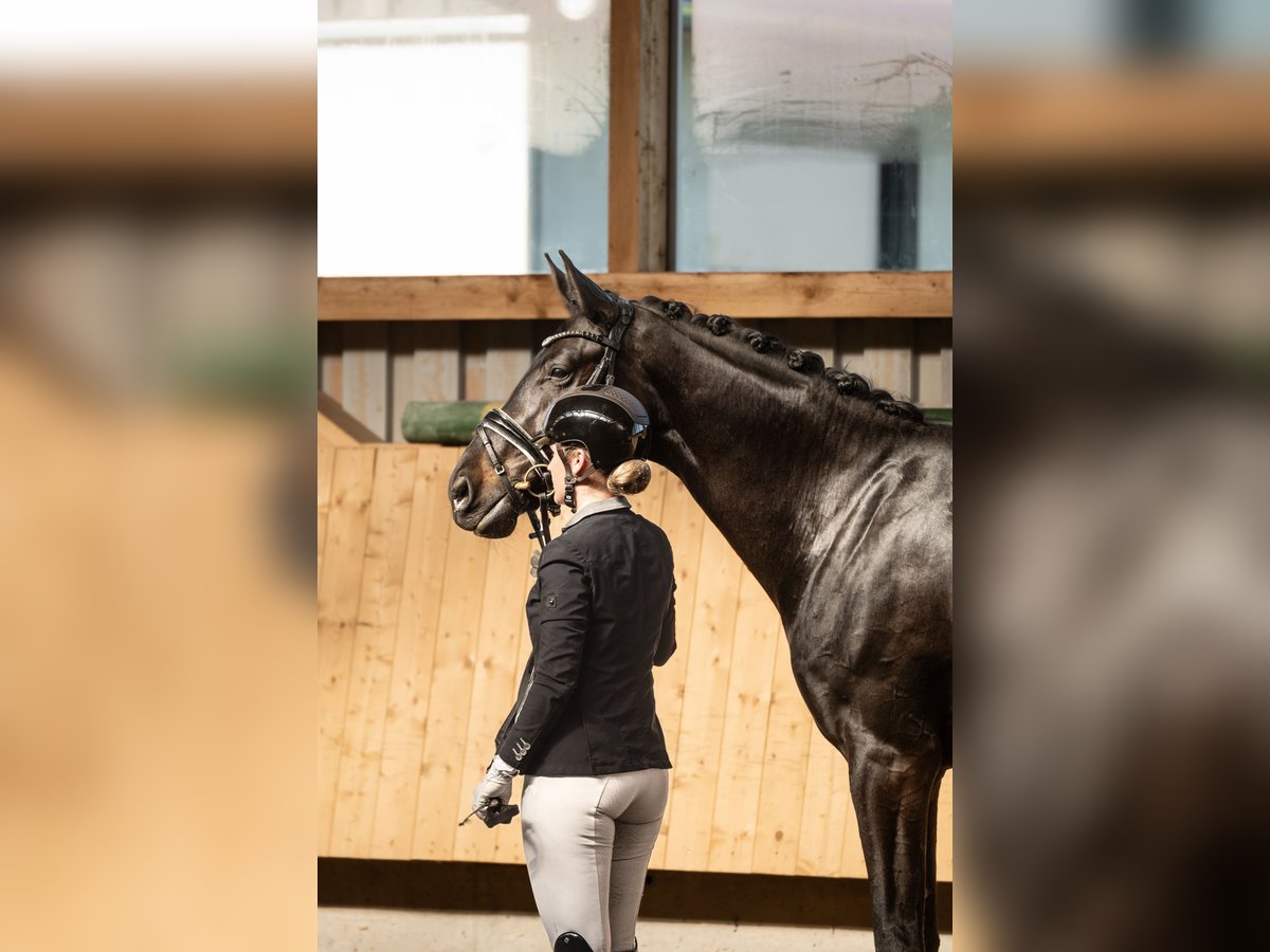 Deutsches Sportpferd Stute 4 Jahre 174 cm Schwarzbrauner in T&#xFC;bingen