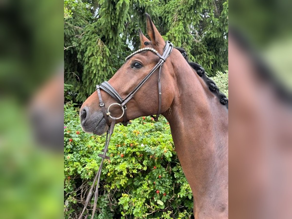 Deutsches Sportpferd Stute 4 Jahre 175 cm Brauner in Drackenstein