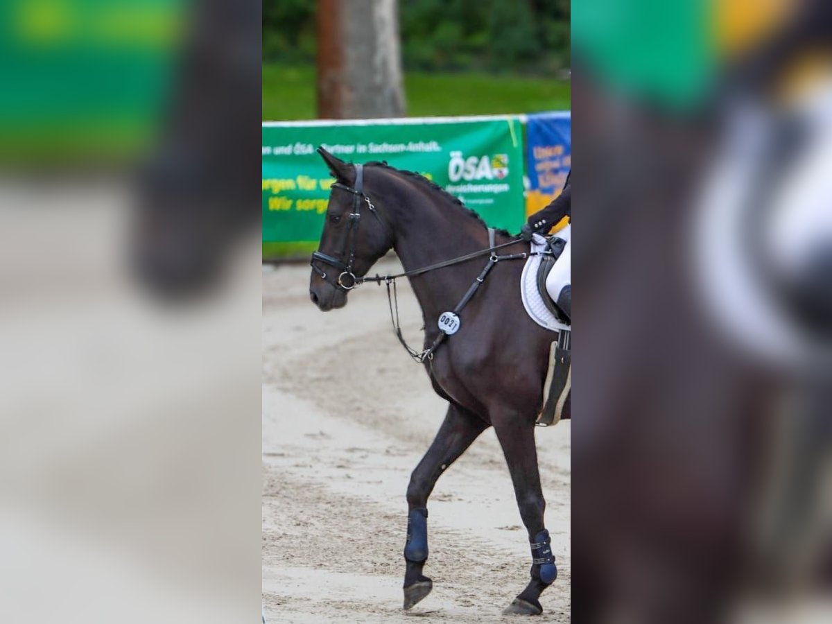 Deutsches Sportpferd Stute 4 Jahre 175 cm Rappe in Libbesdorf