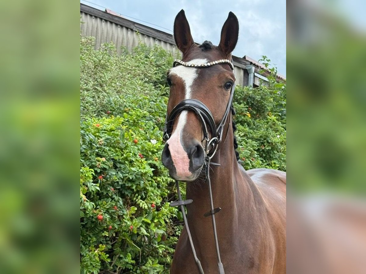 Deutsches Sportpferd Stute 4 Jahre 176 cm Brauner in Drackenstein