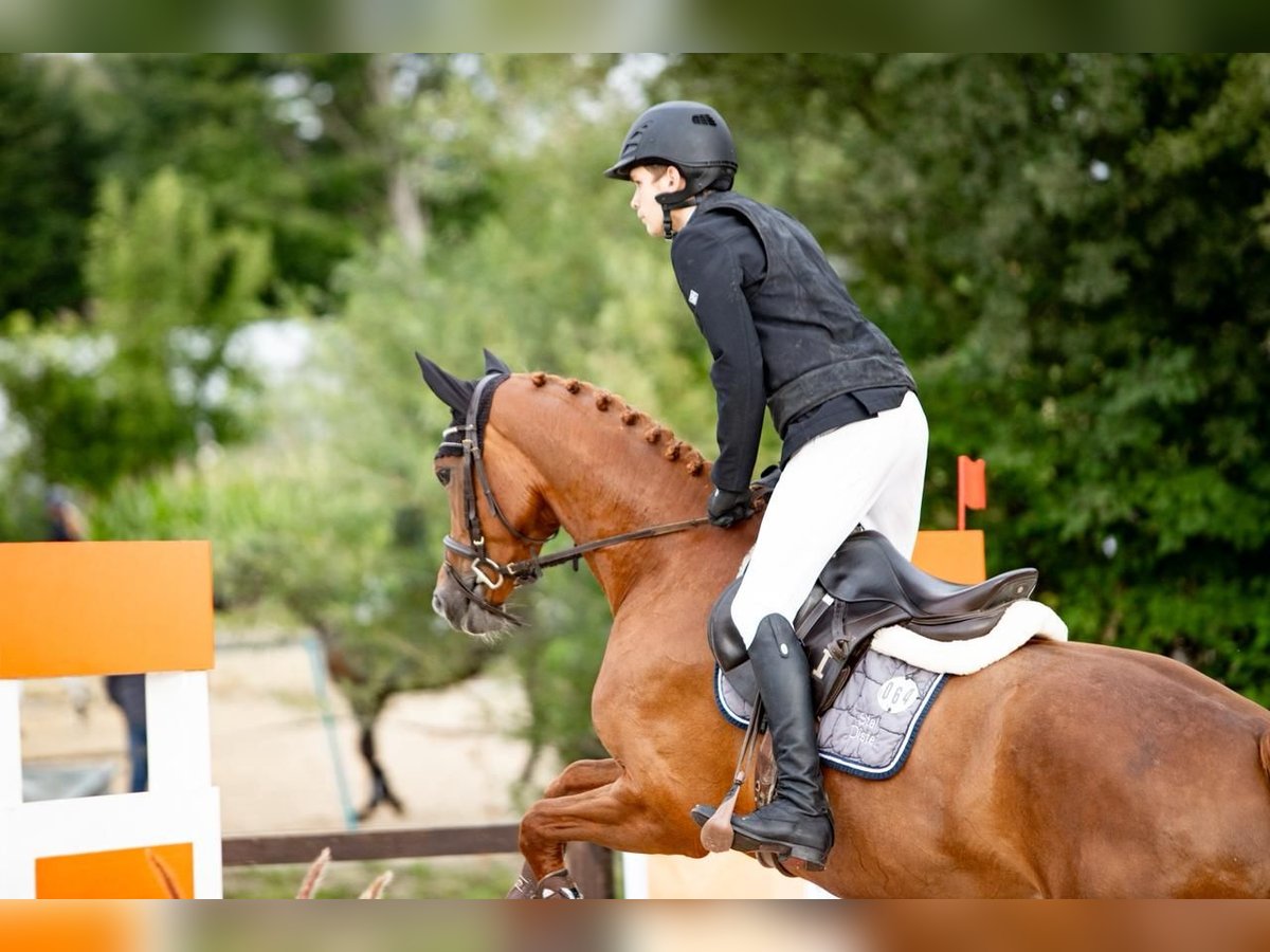 Deutsches Sportpferd Stute 4 Jahre Fuchs in W&#xE4;chtersbach