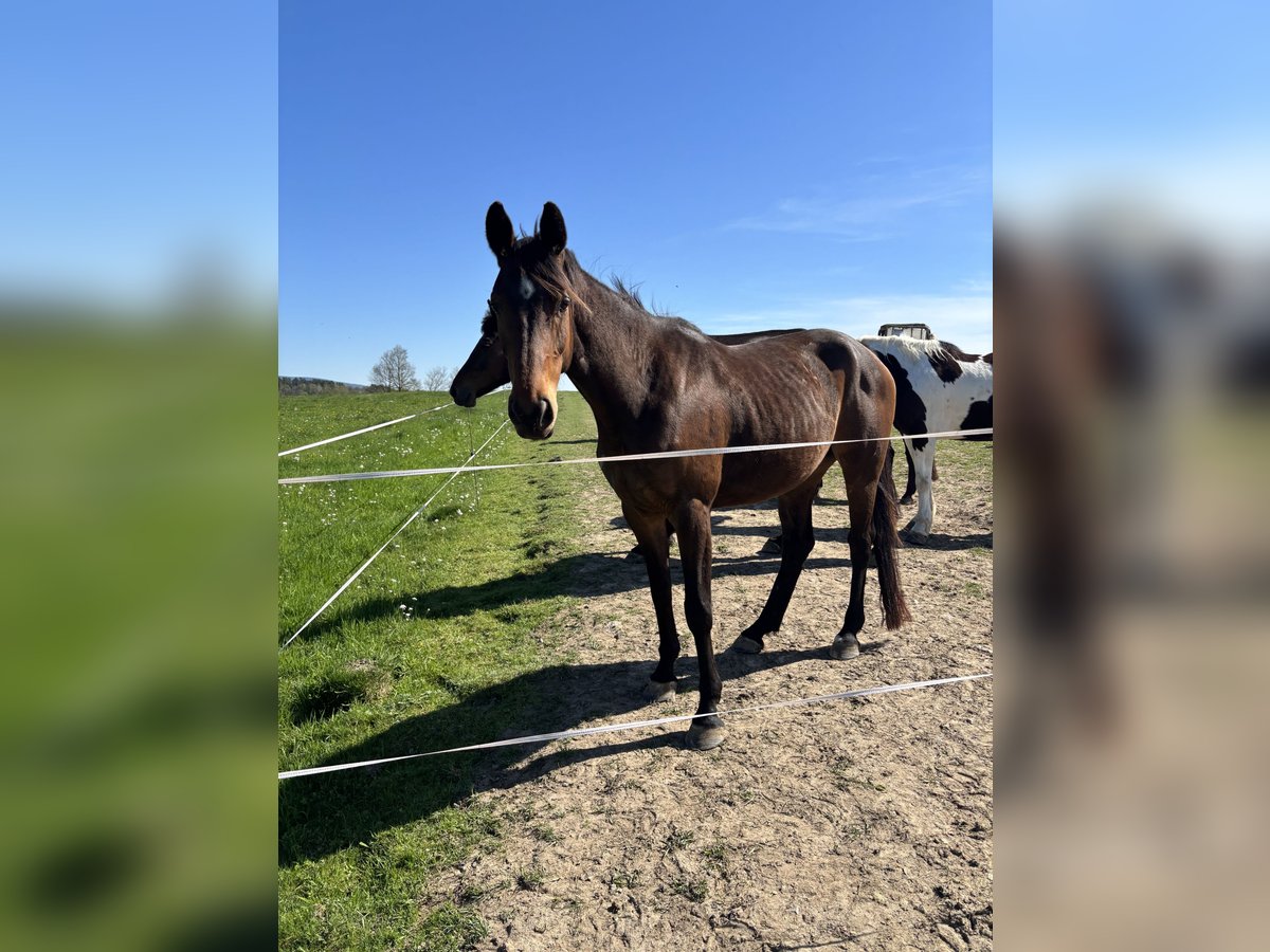 Deutsches Sportpferd Stute 5 Jahre 155 cm Brauner in Neuenmarkt