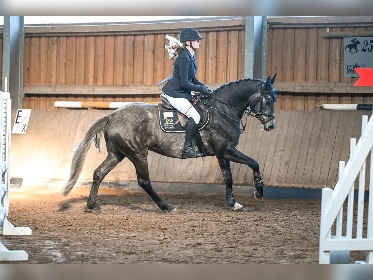 Deutsches Sportpferd Stute 5 Jahre 160 cm Apfelschimmel in Bad Schmiedeberg