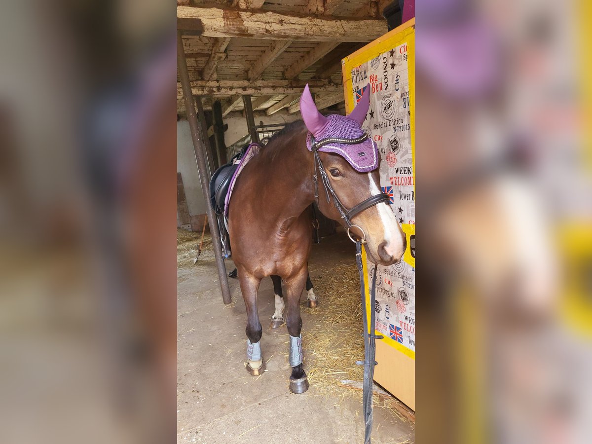 Deutsches Sportpferd Stute 5 Jahre 160 cm Buckskin in Kr&#xFC;ssau