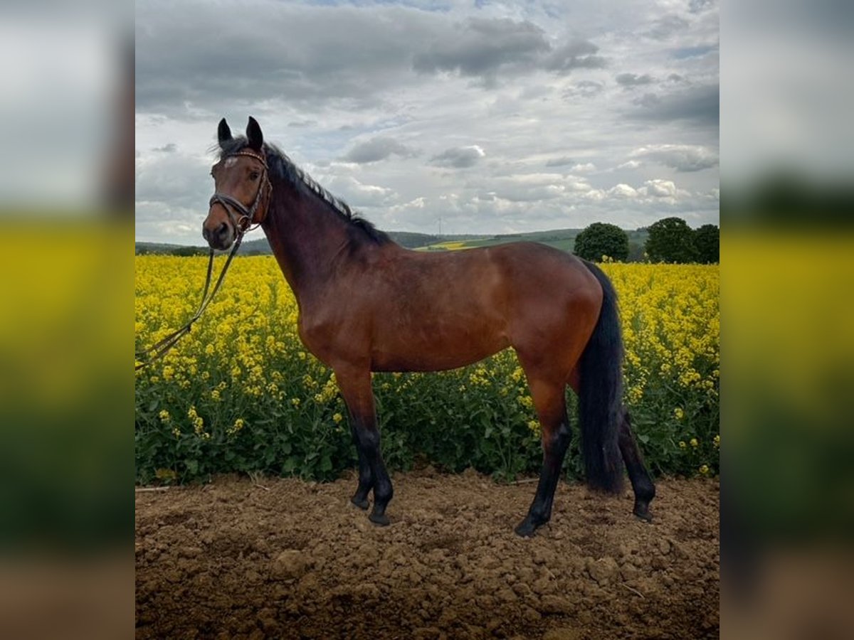 Deutsches Sportpferd Stute 5 Jahre 162 cm Brauner in Wohratal