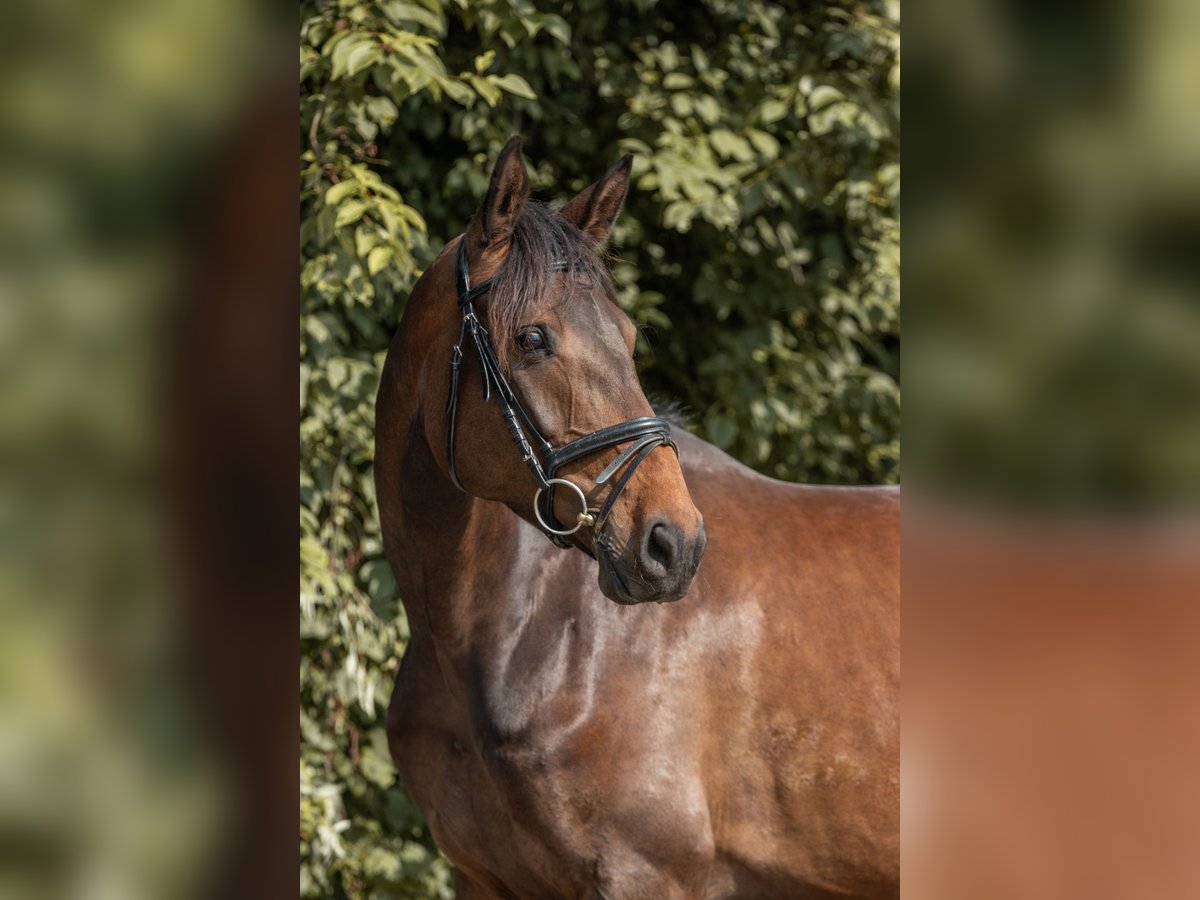 Deutsches Sportpferd Stute 5 Jahre 164 cm Dunkelbrauner in Herzogswalde
