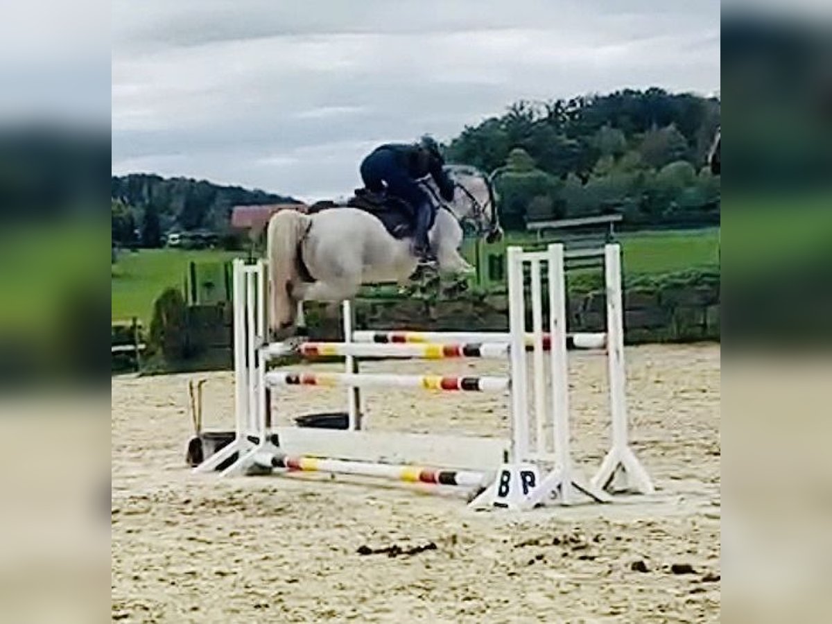 Deutsches Sportpferd, Stute in Lindlar
