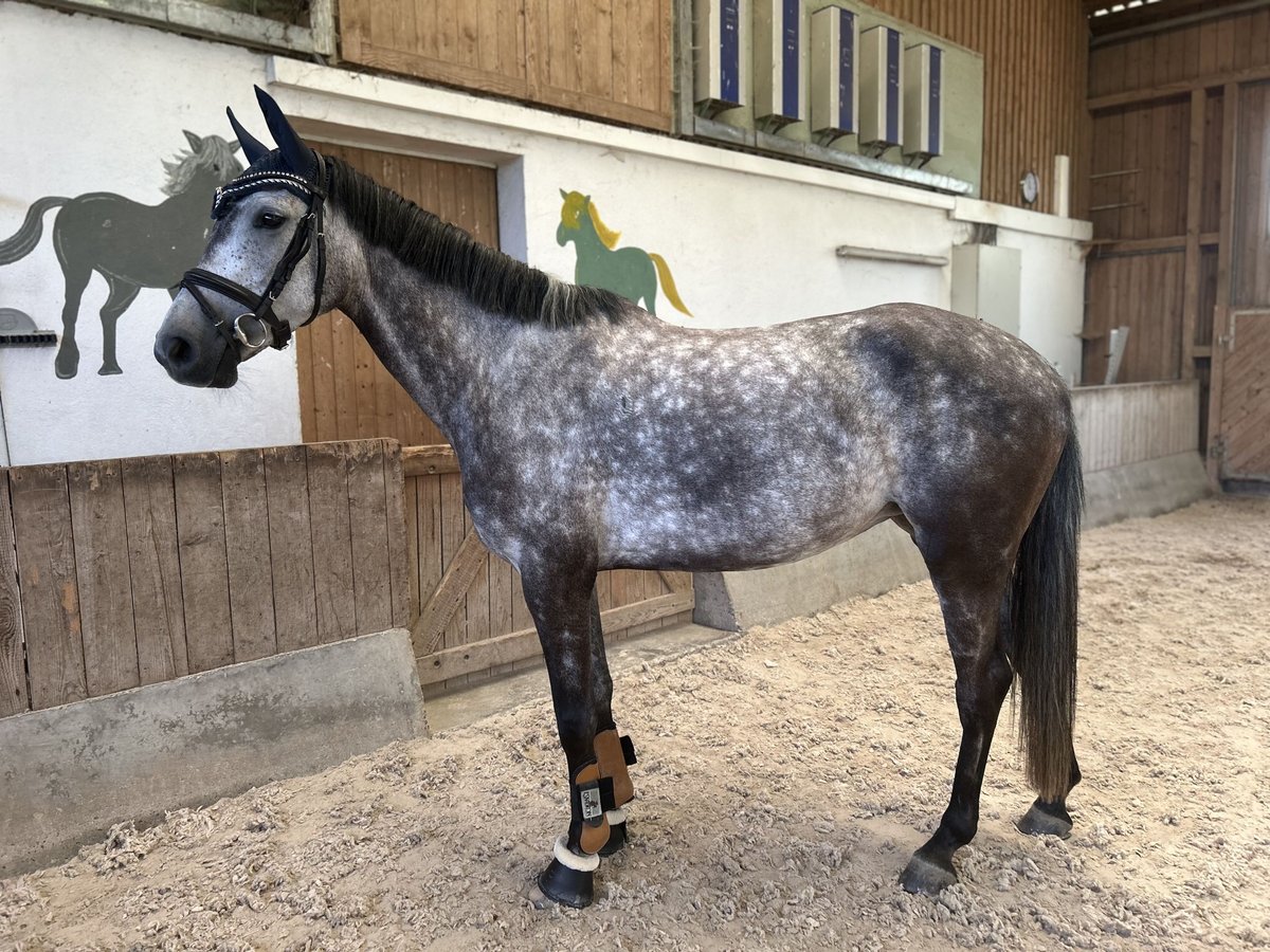 Deutsches Sportpferd Stute 5 Jahre 165 cm Apfelschimmel in Runding