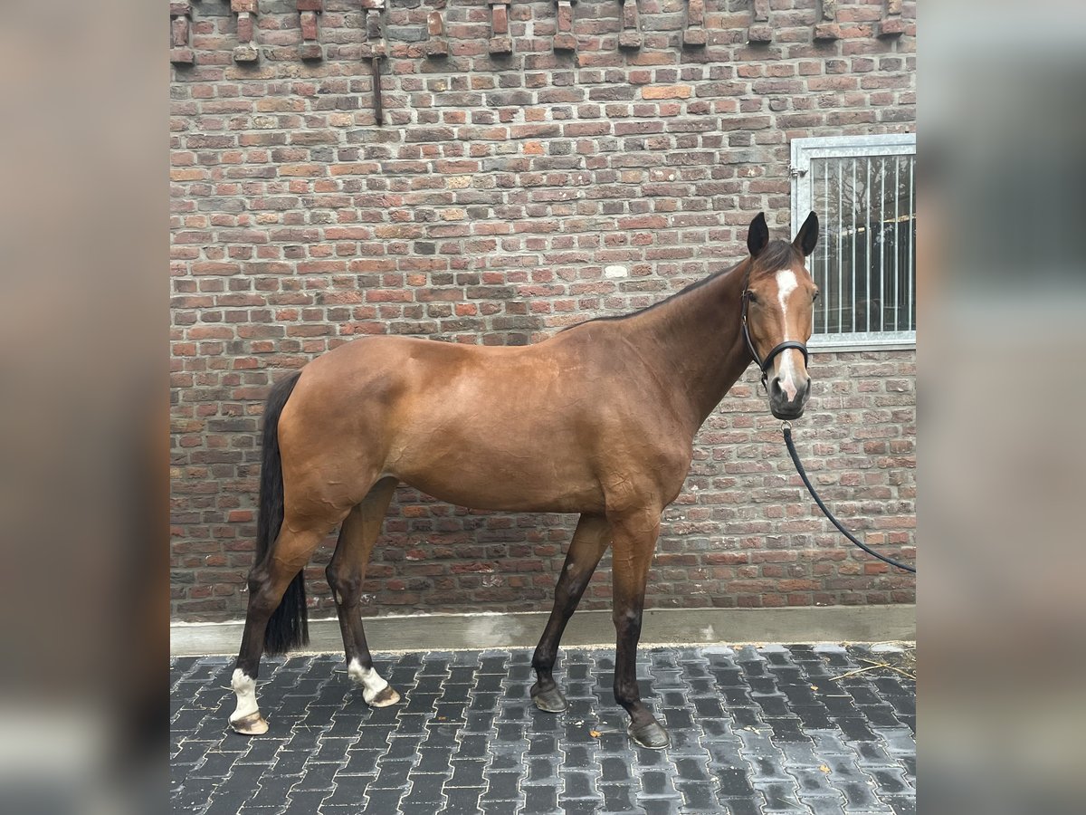 Deutsches Sportpferd Stute 5 Jahre 165 cm Brauner in IssumIssum