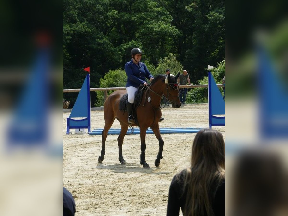 Deutsches Sportpferd Stute 5 Jahre 165 cm Brauner in Ippenschied