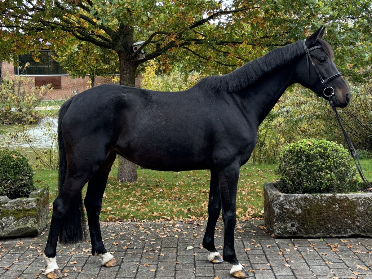 Deutsches Sportpferd Stute 5 Jahre 165 cm Dunkelbrauner in Altenberge
