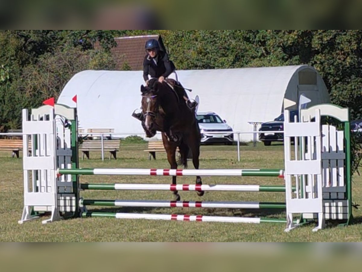 Deutsches Sportpferd Stute 5 Jahre 165 cm Dunkelbrauner in Braunschweig