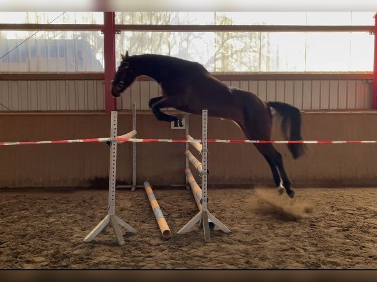 Deutsches Sportpferd Stute 5 Jahre 165 cm Dunkelbrauner in Neuenhofe