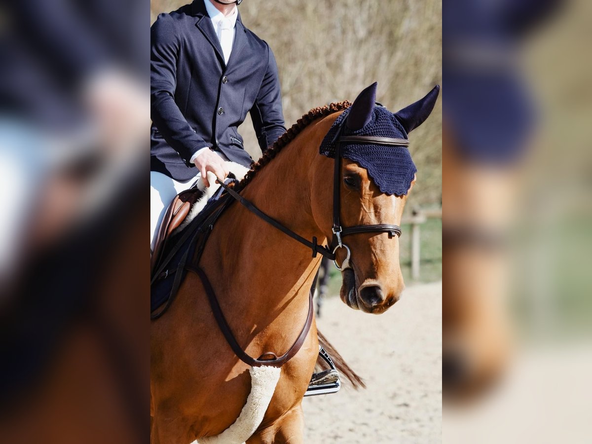 Deutsches Sportpferd Stute 5 Jahre 165 cm Dunkelfuchs in Essingen