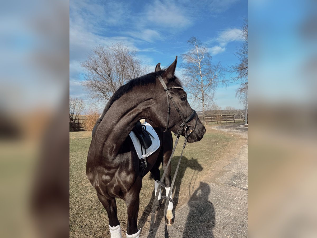 Deutsches Sportpferd Stute 5 Jahre 165 cm Rappe in Ennepetal