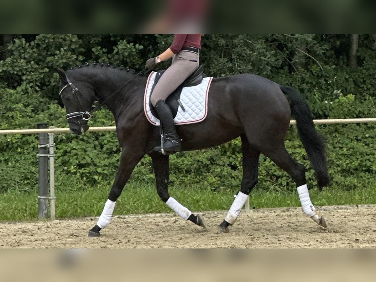Deutsches Sportpferd Stute 5 Jahre 165 cm Rappe in Verl