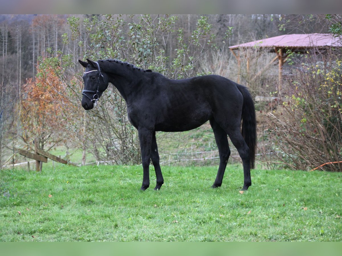 Deutsches Sportpferd Stute 5 Jahre 165 cm Rappe in Holzheim