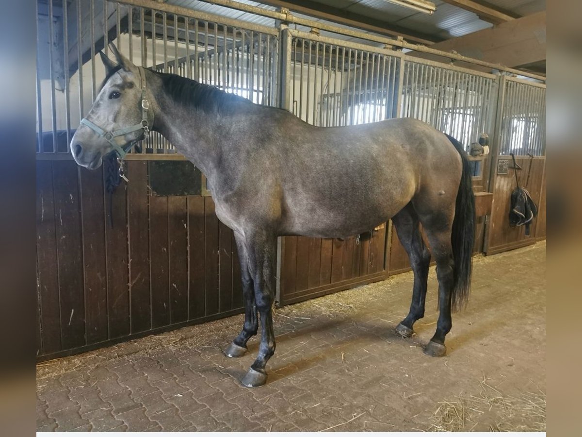 Deutsches Sportpferd Stute 5 Jahre 166 cm Apfelschimmel in Bennewitz Deutsches Sportpferd Stute 5 Jahre 166 cm Apfelschimmel in Bennewitz