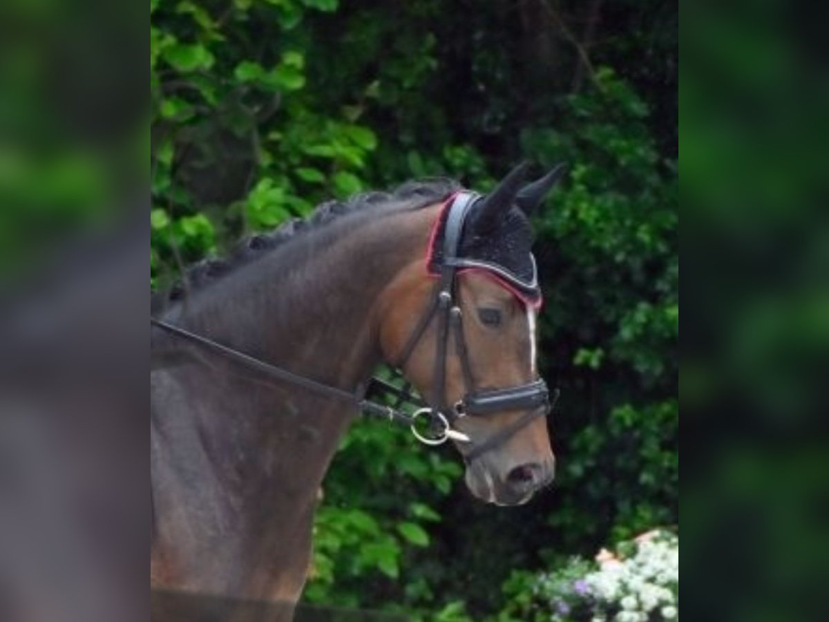 Deutsches Sportpferd Stute 5 Jahre 166 cm Brauner in Finsing
