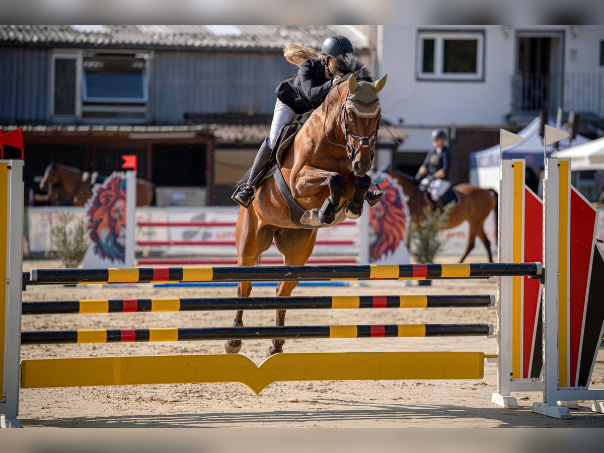 Deutsches Sportpferd Stute 5 Jahre 166 cm Brauner in Montabaur