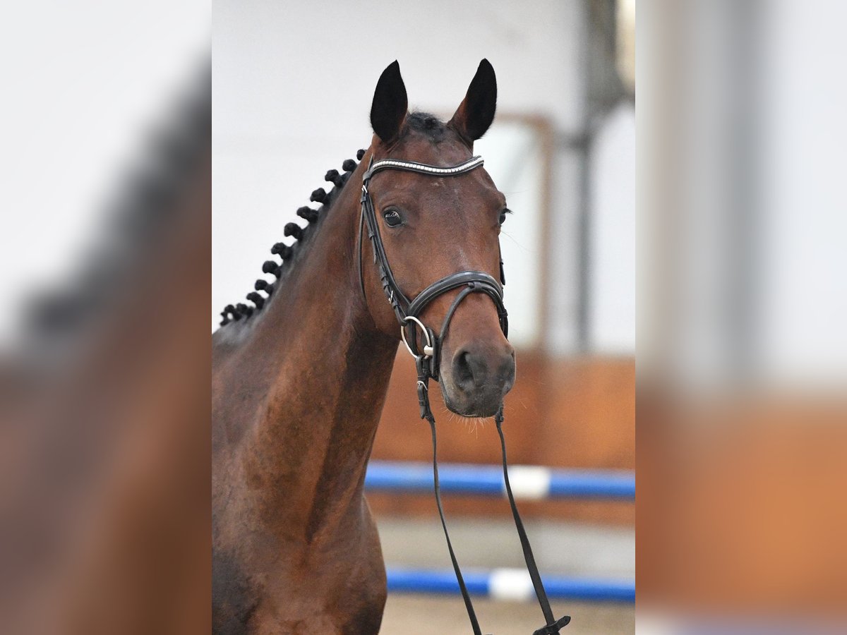 Deutsches Sportpferd Stute 5 Jahre 166 cm Brauner in Gomadingen