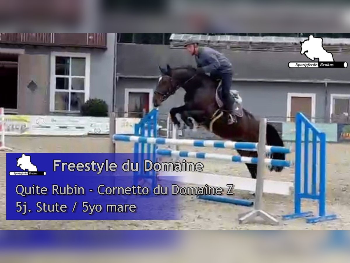 Deutsches Sportpferd Stute 5 Jahre 166 cm Dunkelbrauner in Gadow