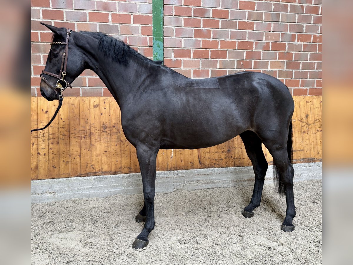 Deutsches Sportpferd Stute 5 Jahre 166 cm Rappe in Horstmar Deutsches Sportpferd Stute 5 Jahre 166 cm Rappe in Horstmar