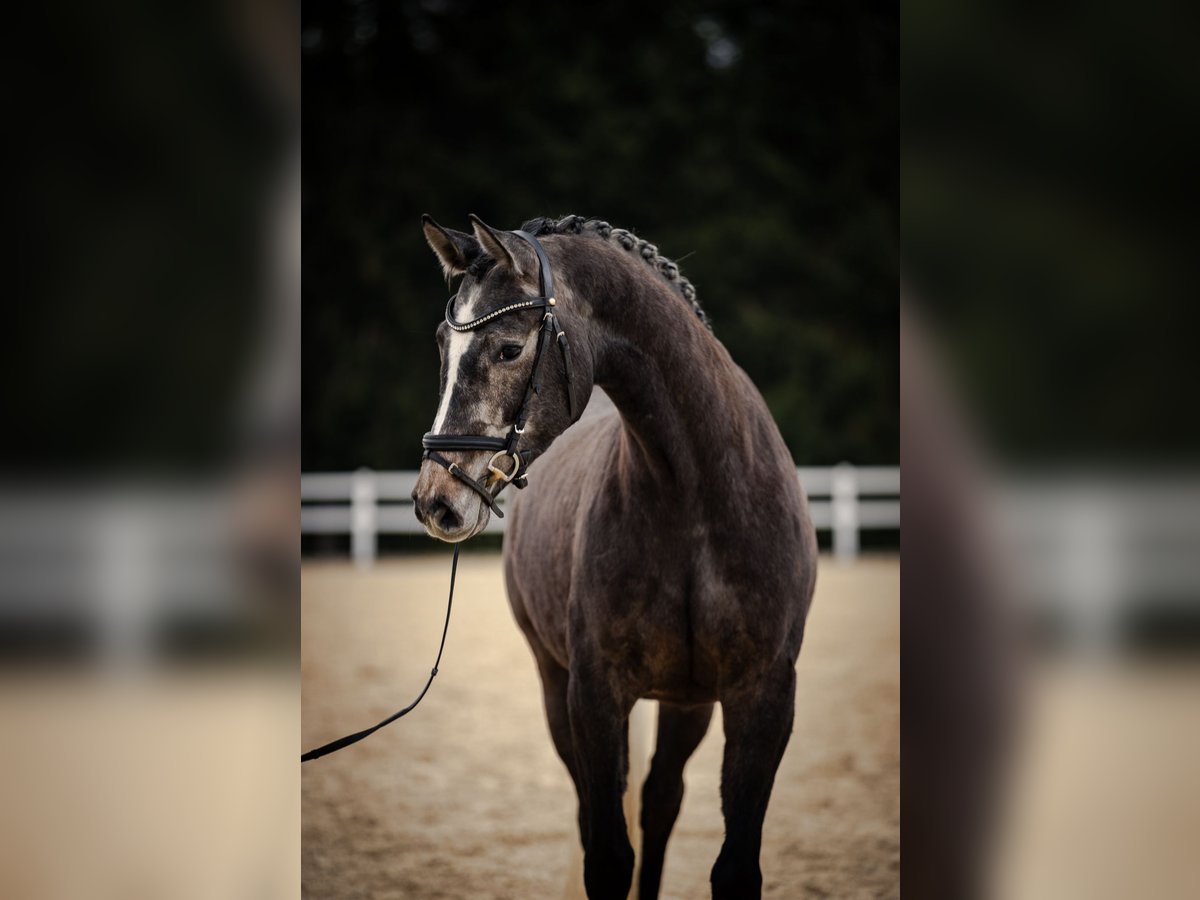 Deutsches Sportpferd Stute 5 Jahre 166 cm Schimmel in Kirchenthumbach