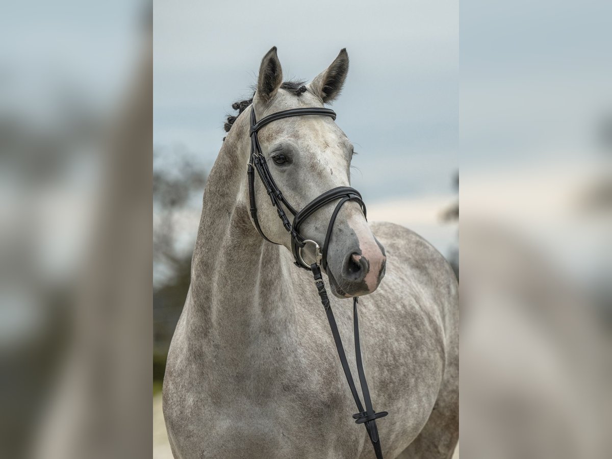 Deutsches Sportpferd Stute 5 Jahre 166 cm Schimmel in Gomadingen