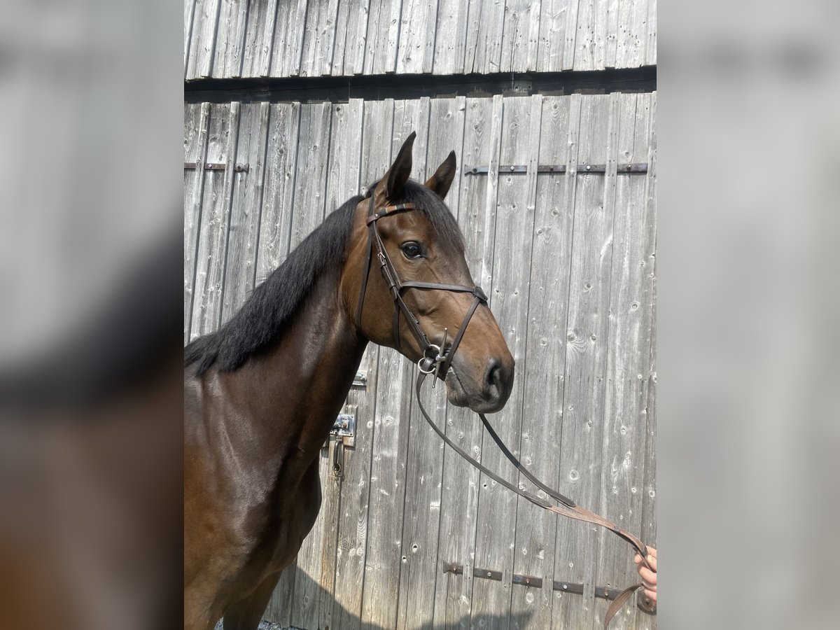 Deutsches Sportpferd Stute 5 Jahre 167 cm Brauner in Wangen im Allg&#xE4;u