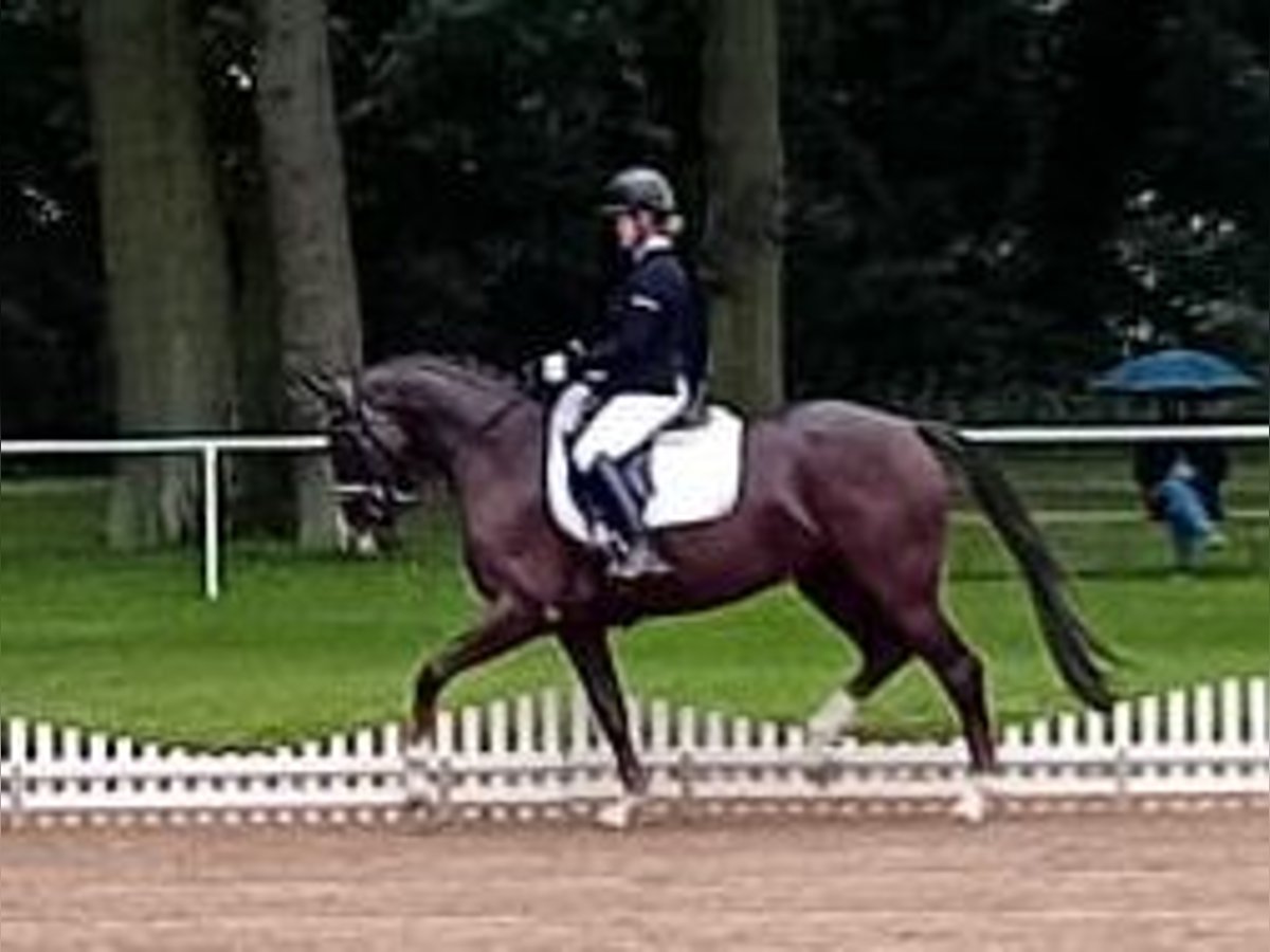 Deutsches Sportpferd Stute 5 Jahre 167 cm Dunkelfuchs in Farsleben