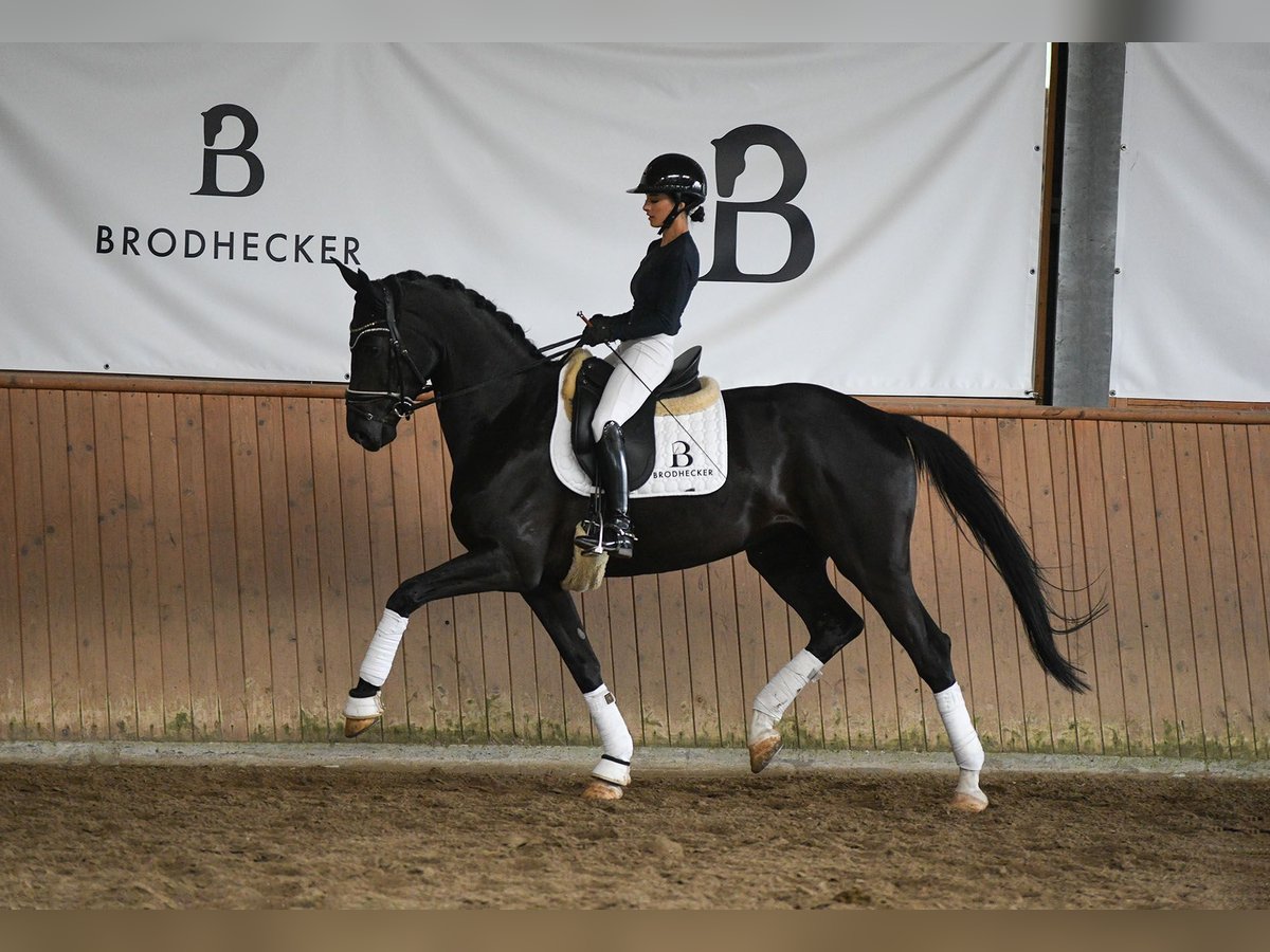 Deutsches Sportpferd Stute 5 Jahre 167 cm Rappe in Riedstadt