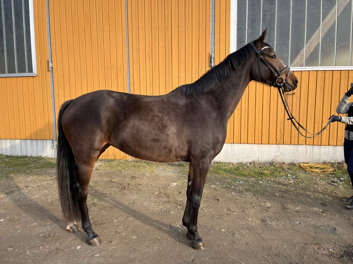 Deutsches Sportpferd Stute 5 Jahre 168 cm Brauner in Chemnitz