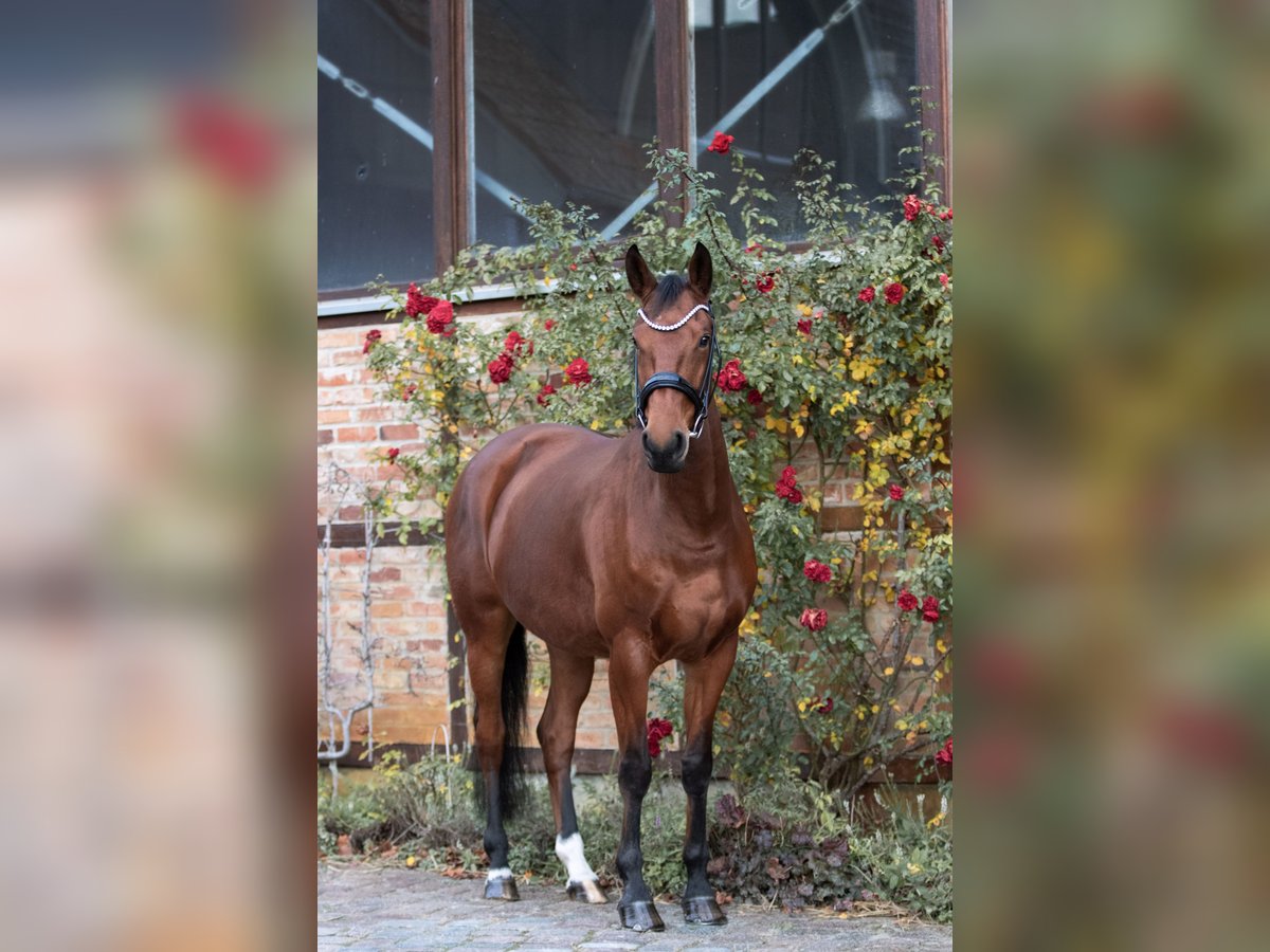 Deutsches Sportpferd Stute 5 Jahre 168 cm Brauner in Zossen