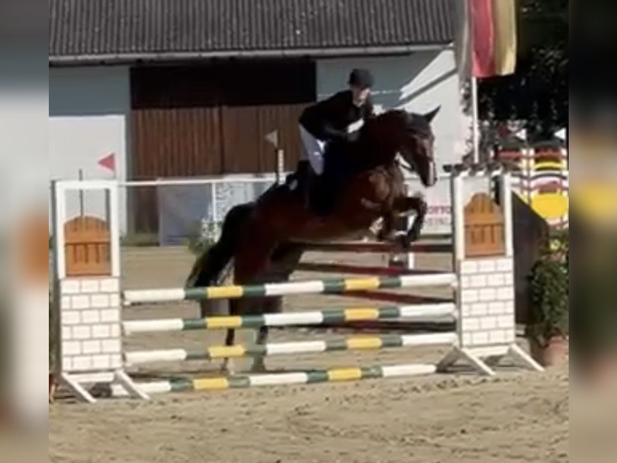 Deutsches Sportpferd Stute 5 Jahre 168 cm Brauner in Brandenburg an der Havel