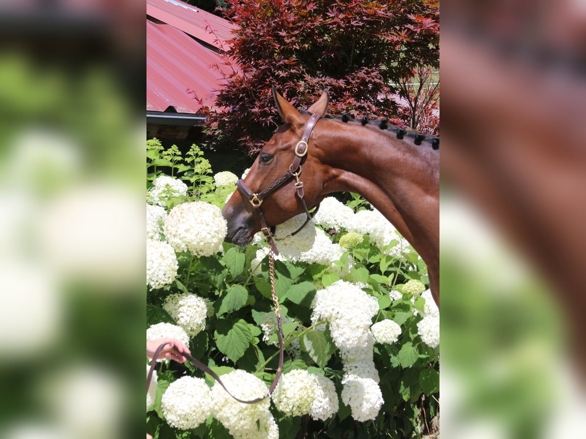 Deutsches Sportpferd Stute 5 Jahre 168 cm Brauner in Erharting