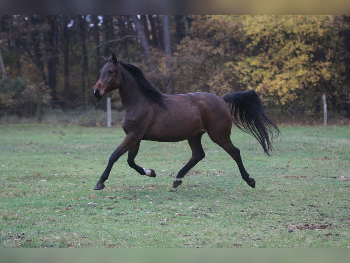 Deutsches Sportpferd Stute 5 Jahre 168 cm Brauner in Wandlitz