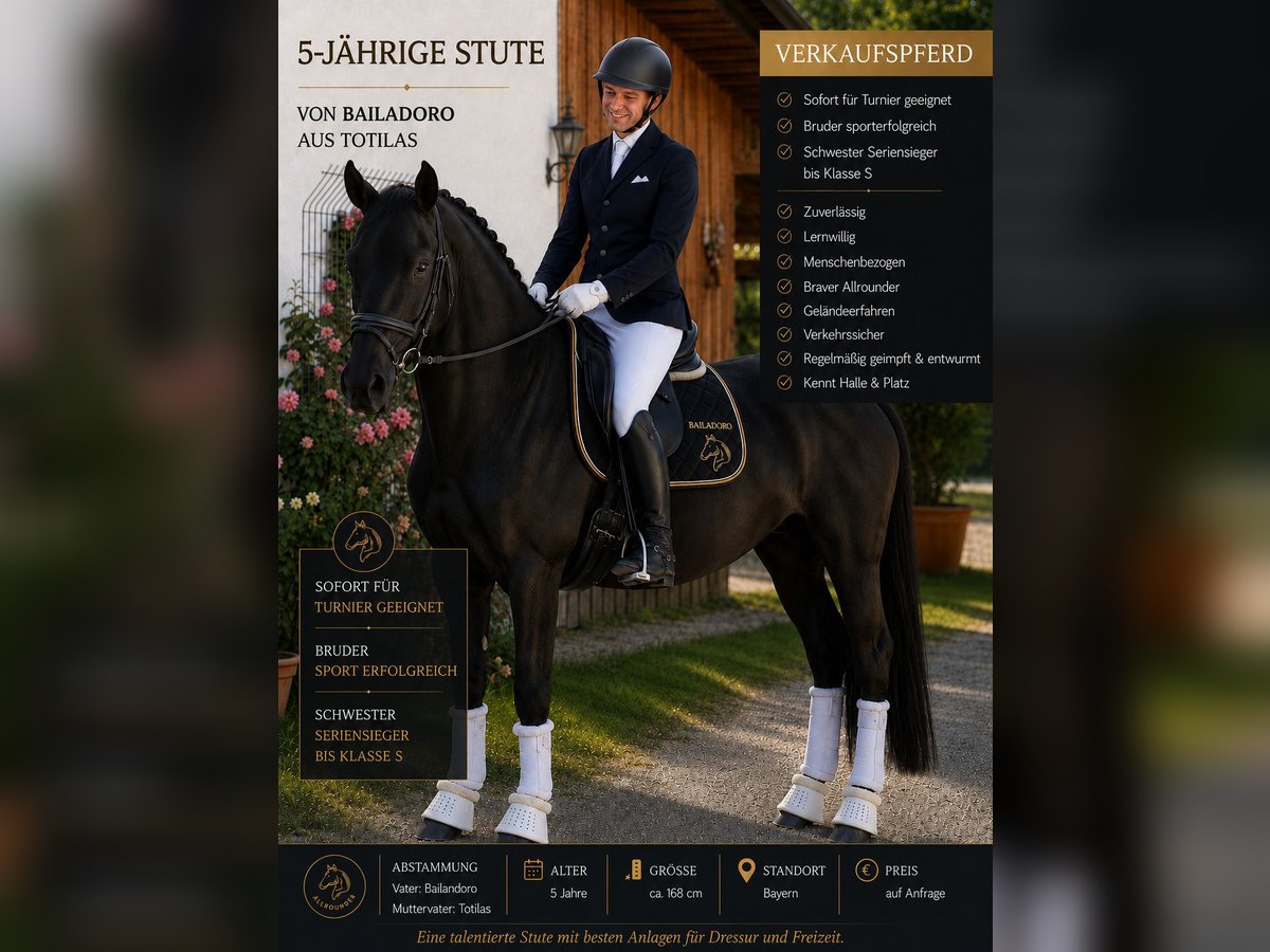 Deutsches Sportpferd, Stute in Karlsfeld