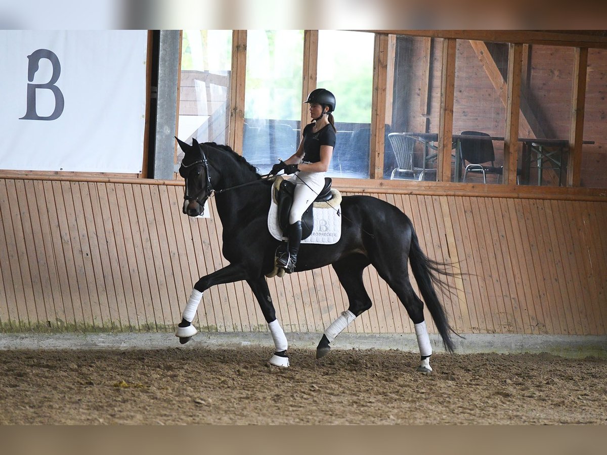 Deutsches Sportpferd Stute 5 Jahre 168 cm Dunkelbrauner in Riedstadt