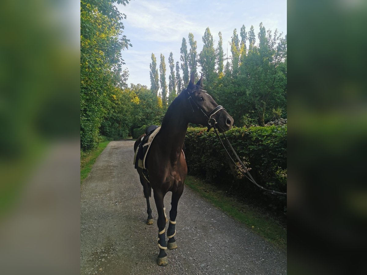 Deutsches Sportpferd Stute 5 Jahre 169 cm Rappe in Hagen