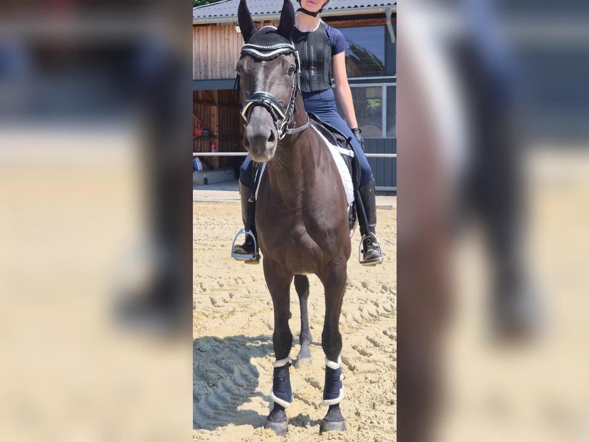 Deutsches Sportpferd Stute 5 Jahre 169 cm Rappe in Hattingen