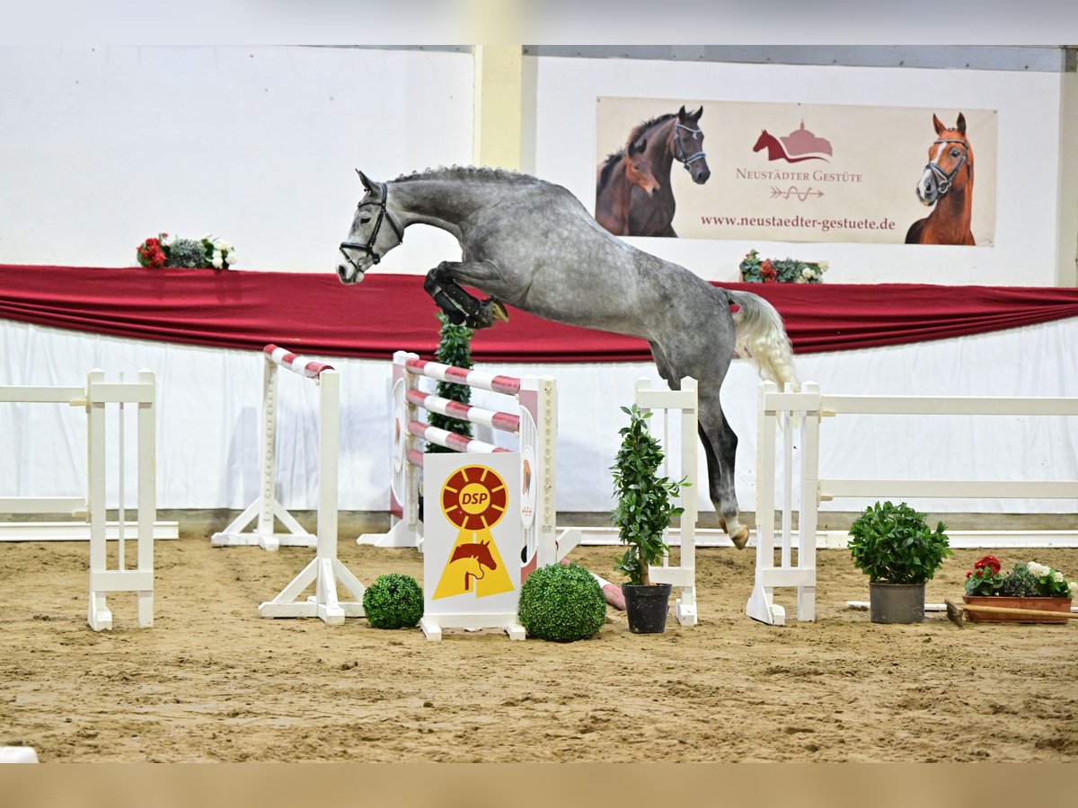 Deutsches Sportpferd Stute 5 Jahre 169 cm Schimmel in Leipzig