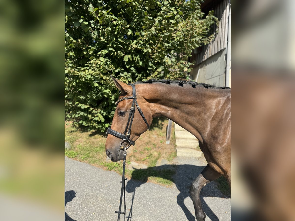 Deutsches Sportpferd Stute 5 Jahre 170 cm Brauner in Sch&#xF6;nberg