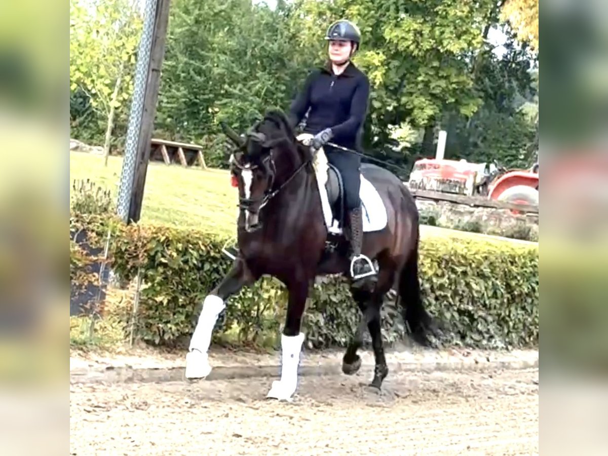 Deutsches Sportpferd Stute 5 Jahre 170 cm Brauner in Olfen