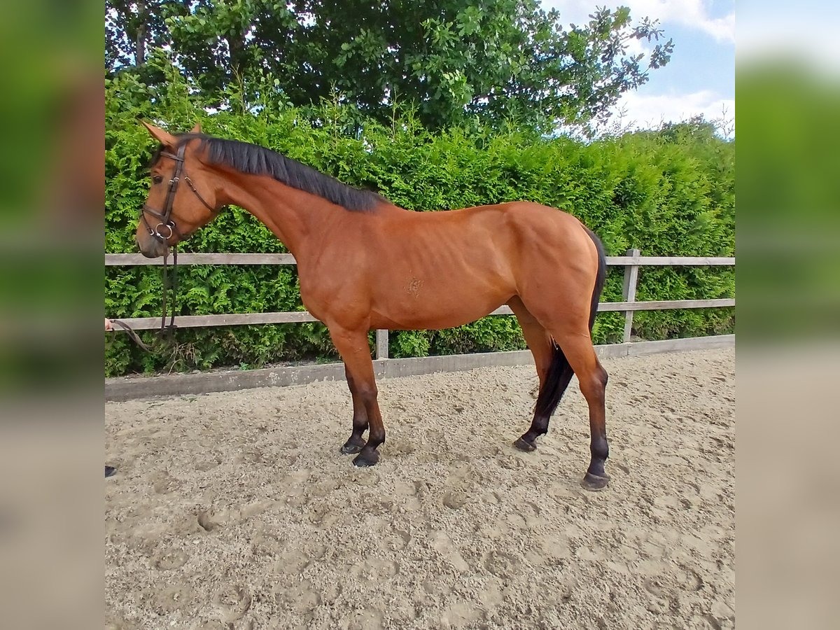 Deutsches Sportpferd Stute 5 Jahre 170 cm Brauner in Lohne (Oldenburg)