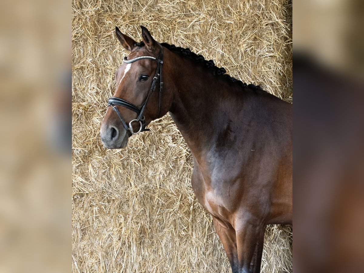 Deutsches Sportpferd Stute 5 Jahre 172 cm Brauner in Empfingen