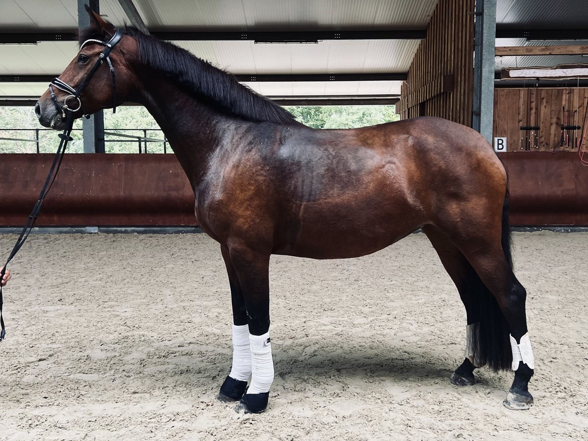 Deutsches Sportpferd Stute 5 Jahre 172 cm Dunkelbrauner in Warendorf